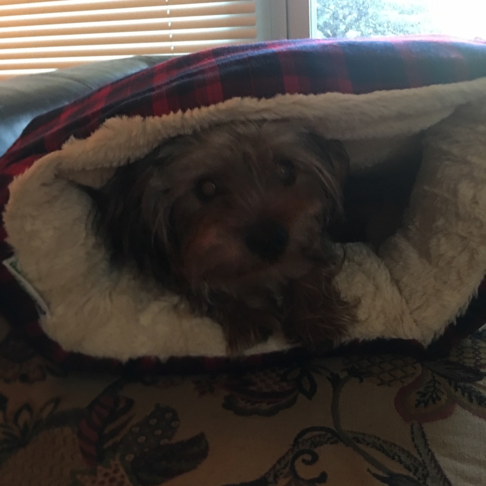 Dog bed - Picture 2 of 4